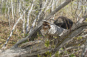 North American porcupine (Erethizon dorsata) asleep on a tree trunk lying on the ground. Forillon National Park. Province of Quebec. Canad