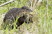 North American beaver (Castor canadensis) cutting vegetation to take to its lodge, probably to make bedding for newborns, Forillon National Park. Province of Quebec. Canada