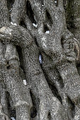 Trunk of a 400-year-old Green Olive (Phillyrea angustifolia), Jardin des Plantes de Montpellier, Herault, France. The natural crevices of the old tree hold the secrets and wishes of visitors to the garden in the form of small pieces of paper