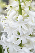 White Hyacinth (Hyacinthus orientalis)