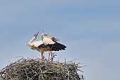 White Stork (Ciconia ciconia) nesting on granitic rocks, Los Barruecos NM, Spain