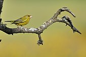 Greenfinch (Chloris chloris) on a branch, France