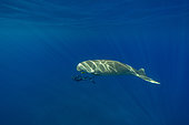 Freediver swimming togheter a Dugong (Dugong dugon) back to the surface to breathe after feeding on seagrass meadow (Halophila stipulacea), accompanied by a young Golden trevally (Gnathanodon speciosus). Marsa Alam, Egypt. Red Sea