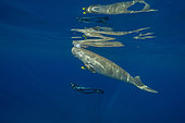 Freediver swimming togheter a Dugong (Dugong dugon) back to the surface to breathe after feeding on seagrass meadow (Halophila stipulacea), accompanied by a young Golden trevally (Gnathanodon speciosus). Marsa Alam, Egypt. Red Sea