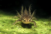 Palmate newt (Lissotriton helveticus) larva posed at the bottom, city of Couffy, Loir et Cher, France