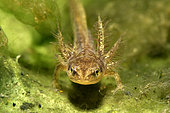 Palmate newt (Lissotriton helveticus) larva posed at the bottom, city of Couffy, Loir et Cher, France