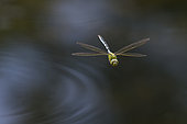 Emperor dragonfly (Anax imperator) in flight, Jean-Marie Pelt Botanical Garden, Nancy, Lorraine, France