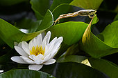 Green frog jumping from a white water lily in bloom, Jean-Marie Pelt Botanical Garden, Nancy, Lorraine, France