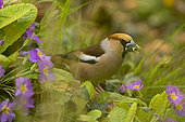 Hawfinch (Coccothraustes coccothraustes) on ground, Yvelines, France