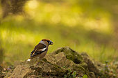 Hawfinch (Coccothraustes coccothraustes) on ground, Yvelines, France