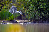 Héron cendré (Ardea cinerea) à l'affût au bord d'un étang, Loir-et-Cher, Sologne, France