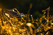 Héron cendré (Ardea cinerea) à l'affût au bord d'un étang, Loir-et-Cher, Sologne, France