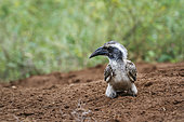 African Grey Hornbill on the ground in Kruger National park, South Africa ; Specie Tockus nasutus family of Bucerotidae