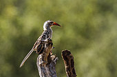 Southern Red billed Hornbill standing on a log in Kruger National park, South Africa ; Specie Tockus rufirostris family of Bucerotidae