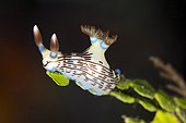Colorful Lined Nembrotha Nudibranch (Nembrotha lineolata), Batu Angus dive site, Lembeh Straits, Sulawesi, Indonesia