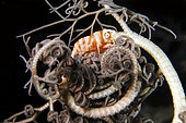 Basket Star Shrimp (Lipkemenes lanipes) in Giant Basket Star (Astroba nuda), night dive, Torpedo Point dive site, Horseshoe Bay, Nusa Kode, Rinca Island, Komodo National Park, Indonesia
