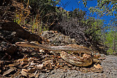 Great Basin Gophersnake Pituophis catenifer deserticola W. USA. Panamint mountains.