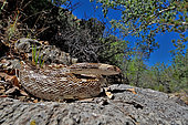 Great Basin Gophersnake Pituophis catenifer deserticola W. USA. Panamint mountains.