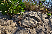 Great Basin Gophersnake Pituophis catenifer deserticola W. USA. Panamint mountains.