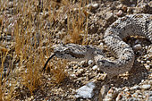 Horned rattlesnake, Sidewinder, (Crotalus cerastes), S.W USA, N. Mexico Anza-Borrego desert, Californie
