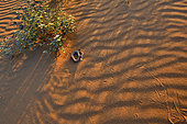 Horned rattlesnake, Side winder (Crotalus cerastes), S.W. USA. N. Mexico, Imperial dunes, California