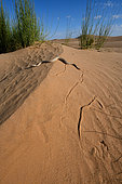 Horned rattlesnake, Side winder (Crotalus cerastes), S.W. USA. N. Mexico, Imperial dunes, California