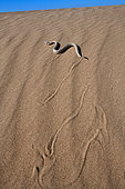 Horned rattlesnake, Side winder (Crotalus cerastes), S.W. USA. N. Mexico, Imperial dunes, California