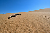 Horned rattlesnake, Side winder (Crotalus cerastes), S.W. USA. N. Mexico, Imperial dunes, California
