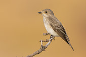 Spotted Flycarcher (Muscicapa striata), side view of an adult perched on a branch, Campania, Italy