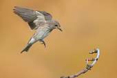 Spotted Flycarcher (Muscicapa striata), side view of an adult in flight, Campania, Italy