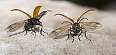 Longhorn Beetle (Stictoleptura fulva) taking flight, Mont Ventoux, Provence, France, Digital editing