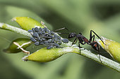 Aphid breeding by ants, Mont Ventoux, Provence, France