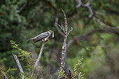African Cuckoo (Cuculus gularis) with caterpillar prey in Kruger National park, South Africa