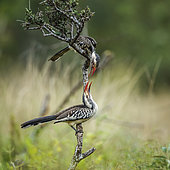 Two Southern Red billed Hornbill (Tockus rufirostris) fighting in Kruger National park, South Africa