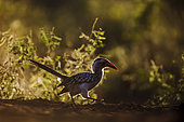 Southern Red billed Hornbill (Tockus rufirostris) in backlit at dawn in Kruger National park, South Africa