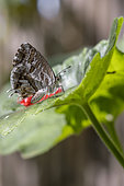 Geranium bronze (Cacyreus marshalli) on a Pelargonium leaf (Pelargonium sp.), Alpes-Maritimes, France