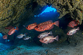 Catalufa (Heteropriacanthus cruentatus), underwater funds of the Canary Islands, Tenerife.