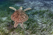 Green sea turtle (Chelonia mydas) in seagrass - seagrass, sebadal, seba (Cymodocea nodosa). Of all the sea turtles that exist, it is the only omnivorous species, feeding in its subadult and adult state on marine plants and algae. Underwater bottoms of the Canary Islands, Tenerife.