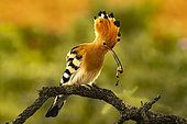 Hoopoe (Upupa epops) with an insect in its beak, Province of Toledo, Spain