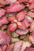 Red nerve plant (Fittonia sp.)