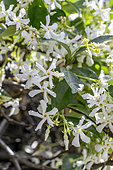 Star jasmine (Trachelospermum jasminoides) flowers