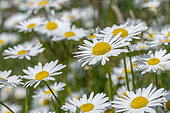 Ox-eye daisies (Leucanthemum vulgare), Loire-Atlantique, France