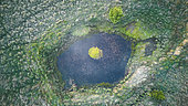 Pond surrounded by molinia and spruce trees, fagne water system, Ardennes, Belgium