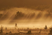 Grey Shrike (Lanius excubitor) on a spruce tree in a clearing in the morning mist, Fagne, Ardennes, Belgium