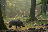 Eurasian wild boar (Sus scrofa), boar and hinds of Red Deer (Cervus elaphus) in the undergrowth of a beech forest, Ardennes, Belgium.