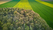 Woodland and crops, a field of rapeseed in flower, cereals and an agricultural lowland forest in spring, Famenne, Belgium