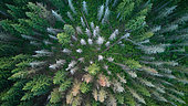 Epiceas morts (Picea abies) souffrant de la sécheresse et d'attaque de scolytes, Ardennes, Belgique