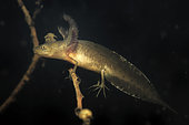 Young Crested Newt (Triturus cristatus) waiting on a dead branch in a pond, Couffy Loir et Cher, France
