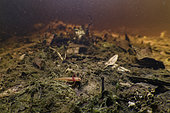 Young Palmate newt (Lissotriton helveticus) waiting in a pond, Couffy Loir et Cher, France