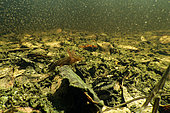 Young Crested Newt (Triturus cristatus) waiting with micro-organisms at the bottom of a pond, Couffy, Loir et Cher, France